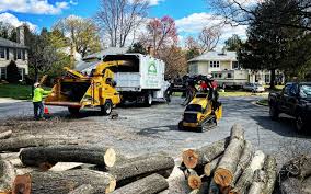 Best Tree Disease Treatment  in Royal City, WA
