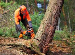 Trusted Royal City, WA Tree Removal Experts
