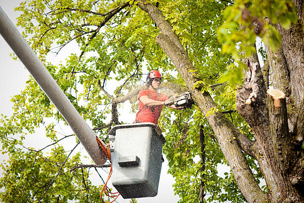 Best Stump Grinding and Removal  in Royal City, WA